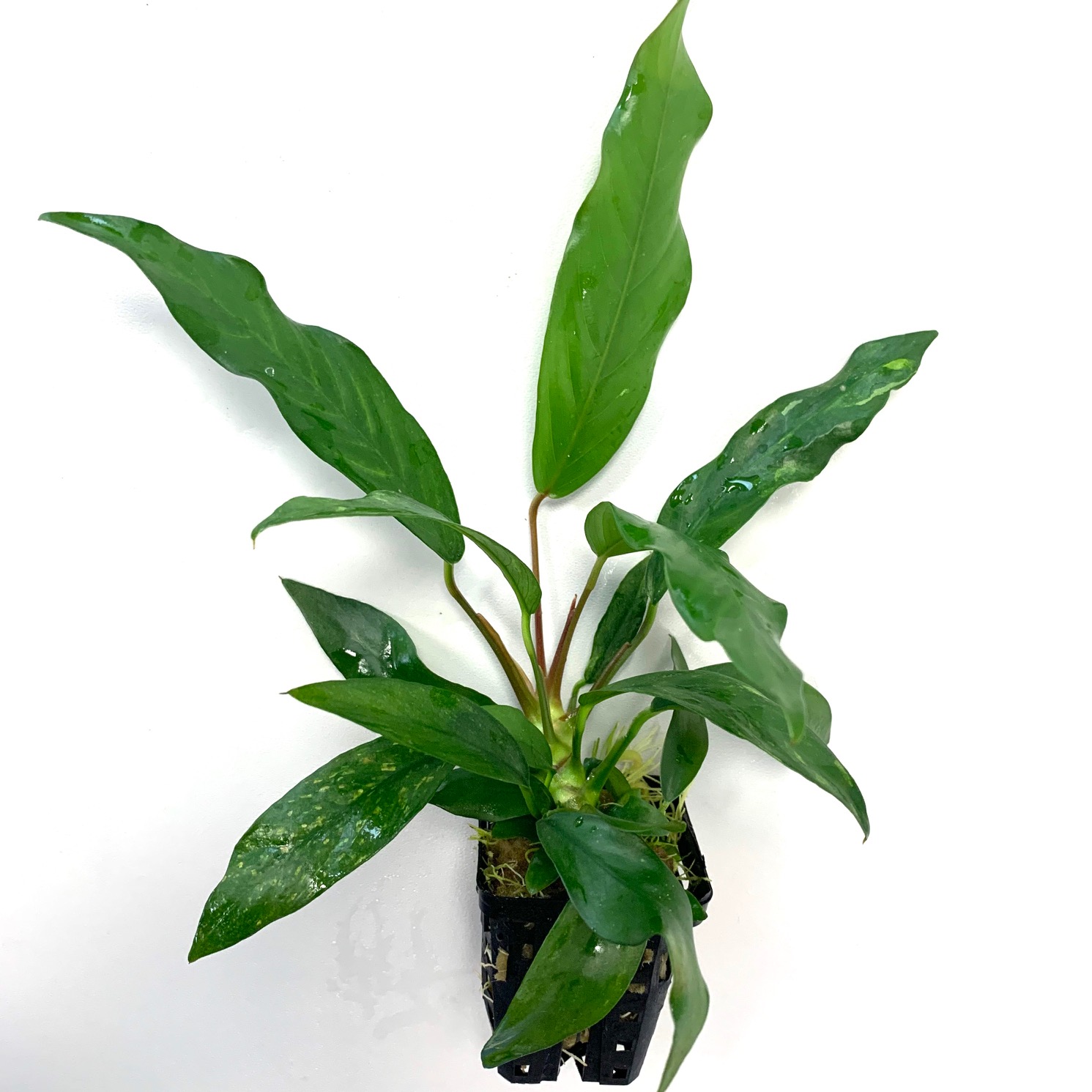 Anubias barteri glabra in pot